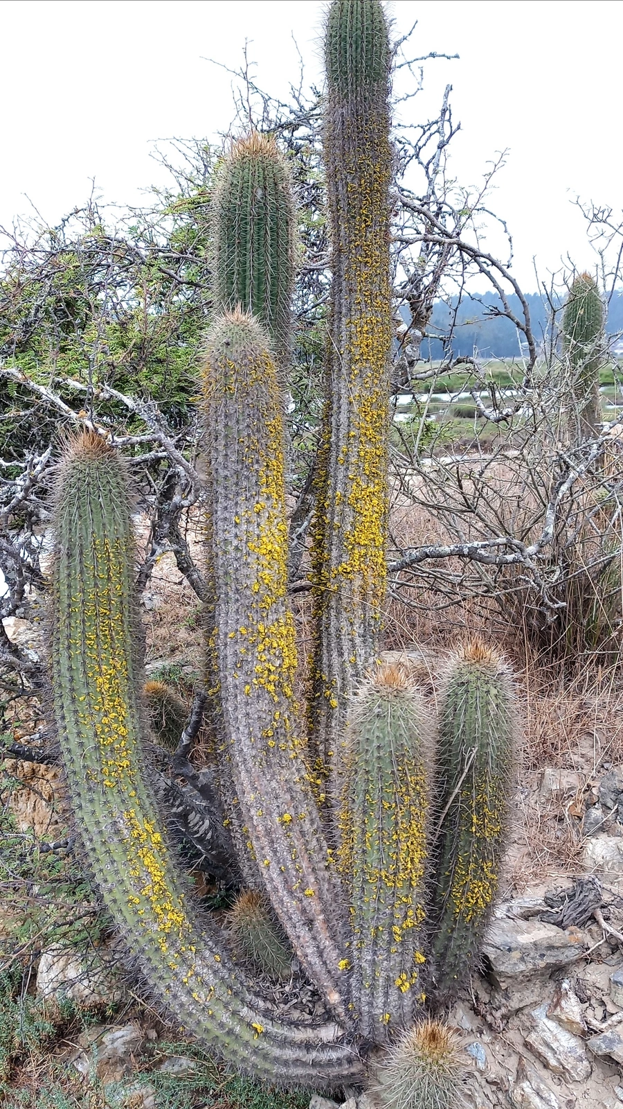 Leucostele bolligeriana