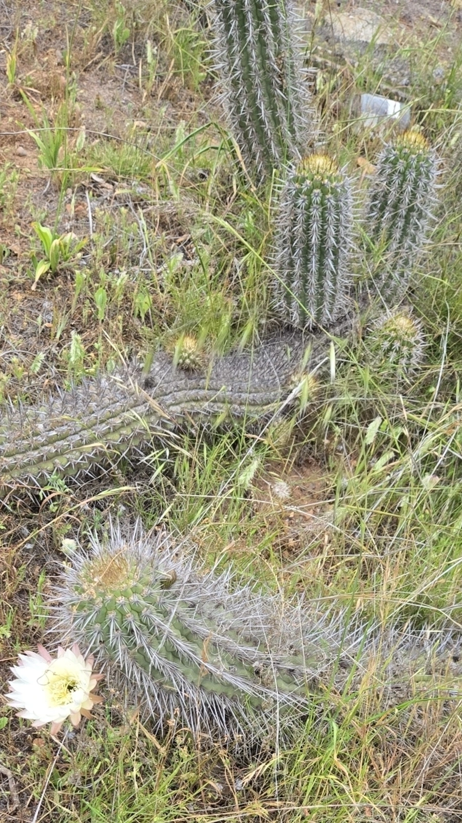 Leucostele faundezii