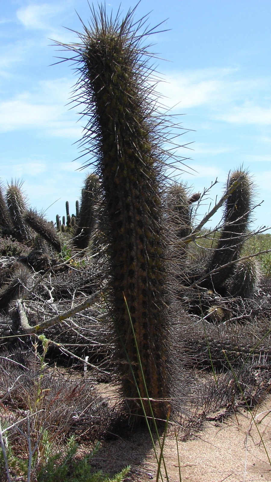 Leucostele faundezii