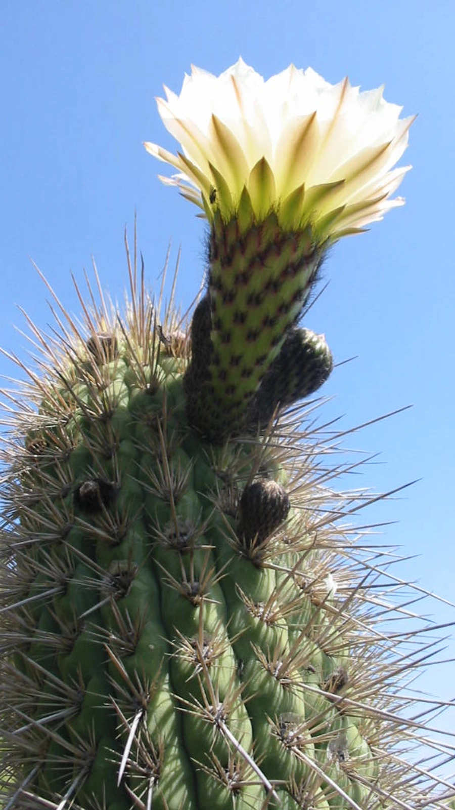 Leucostele litoralis