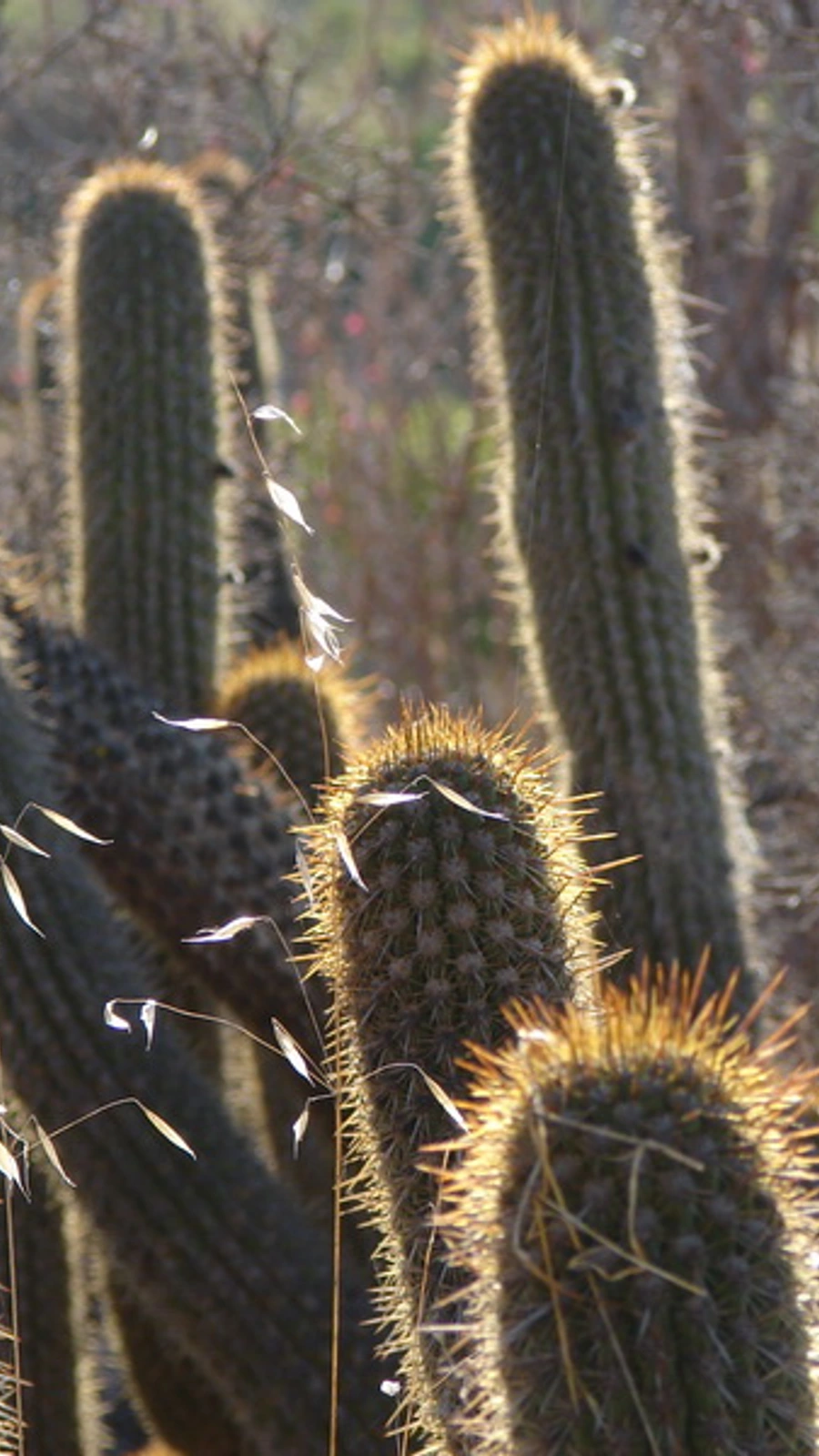 Leucostele litoralis