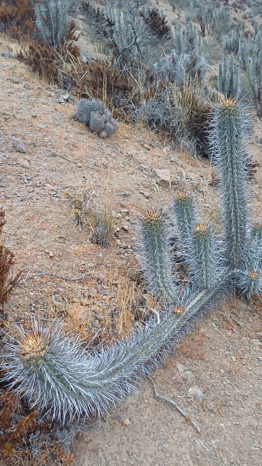 Leucostele nigripilis