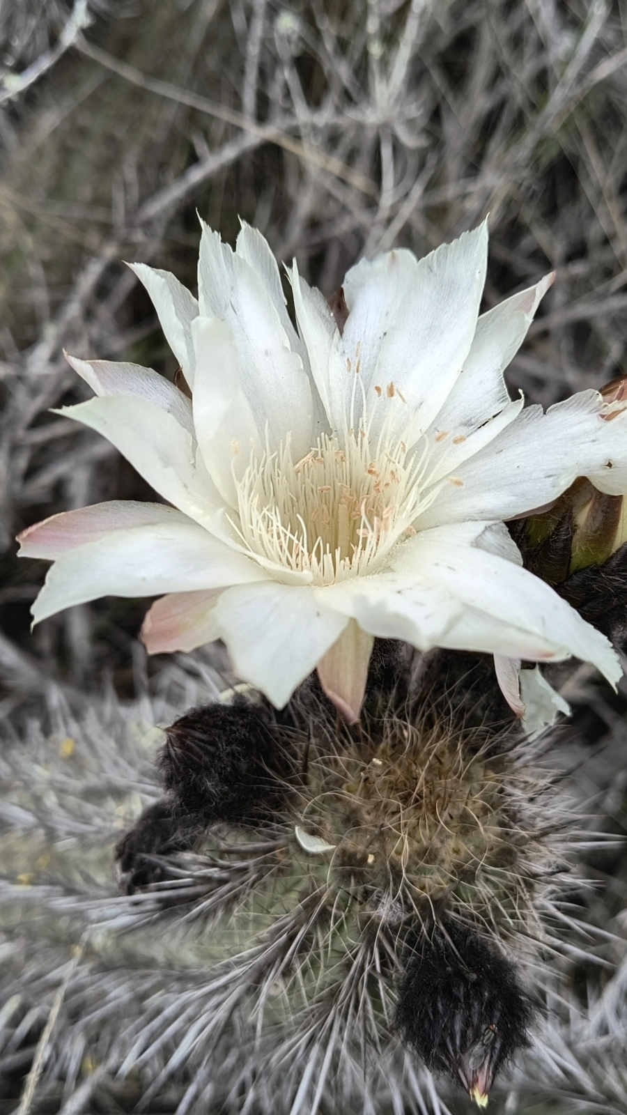 Leucostele nigripilis