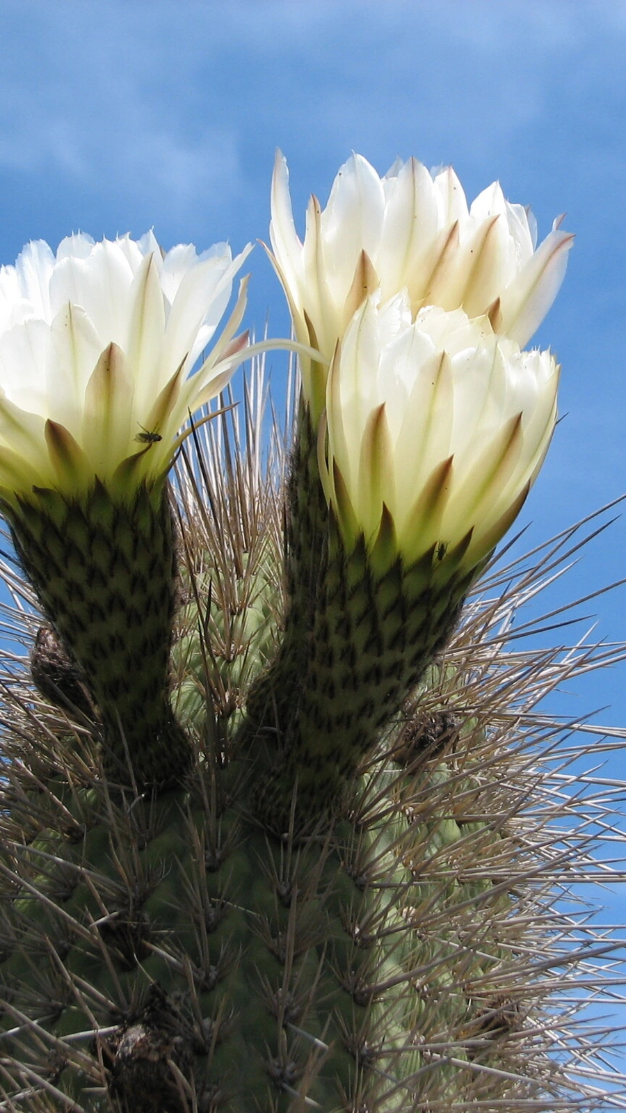 Leucostele pectinifera
