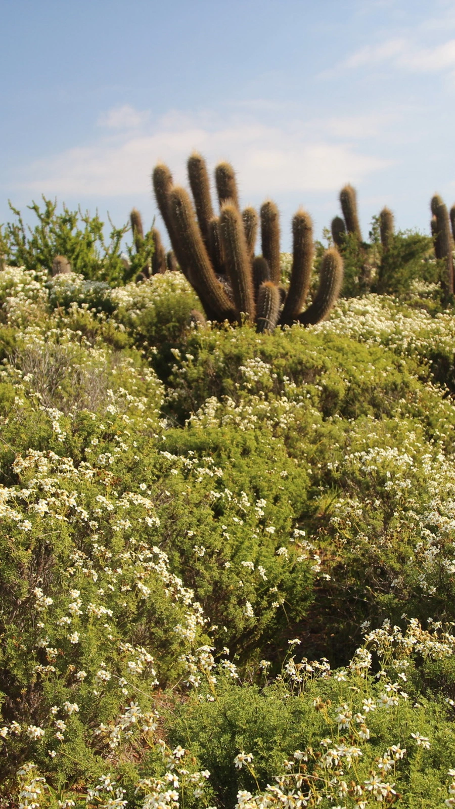 Leucostele pectinifera