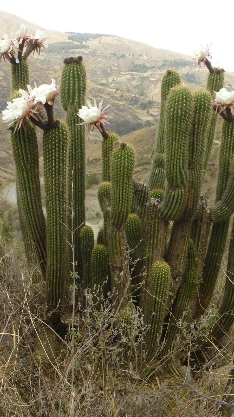 Leucostele tunariensis
