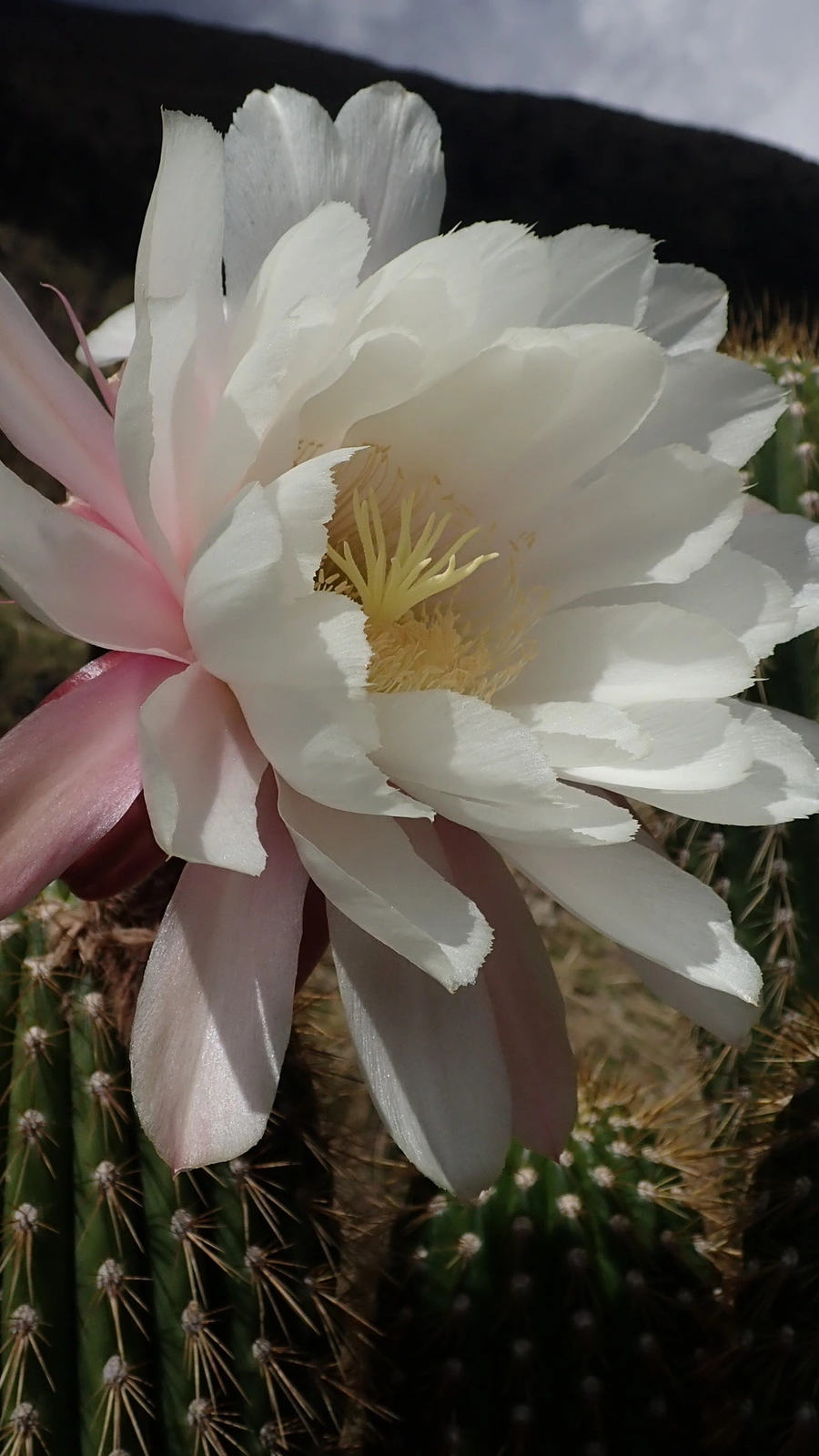 Leucostele tunariensis