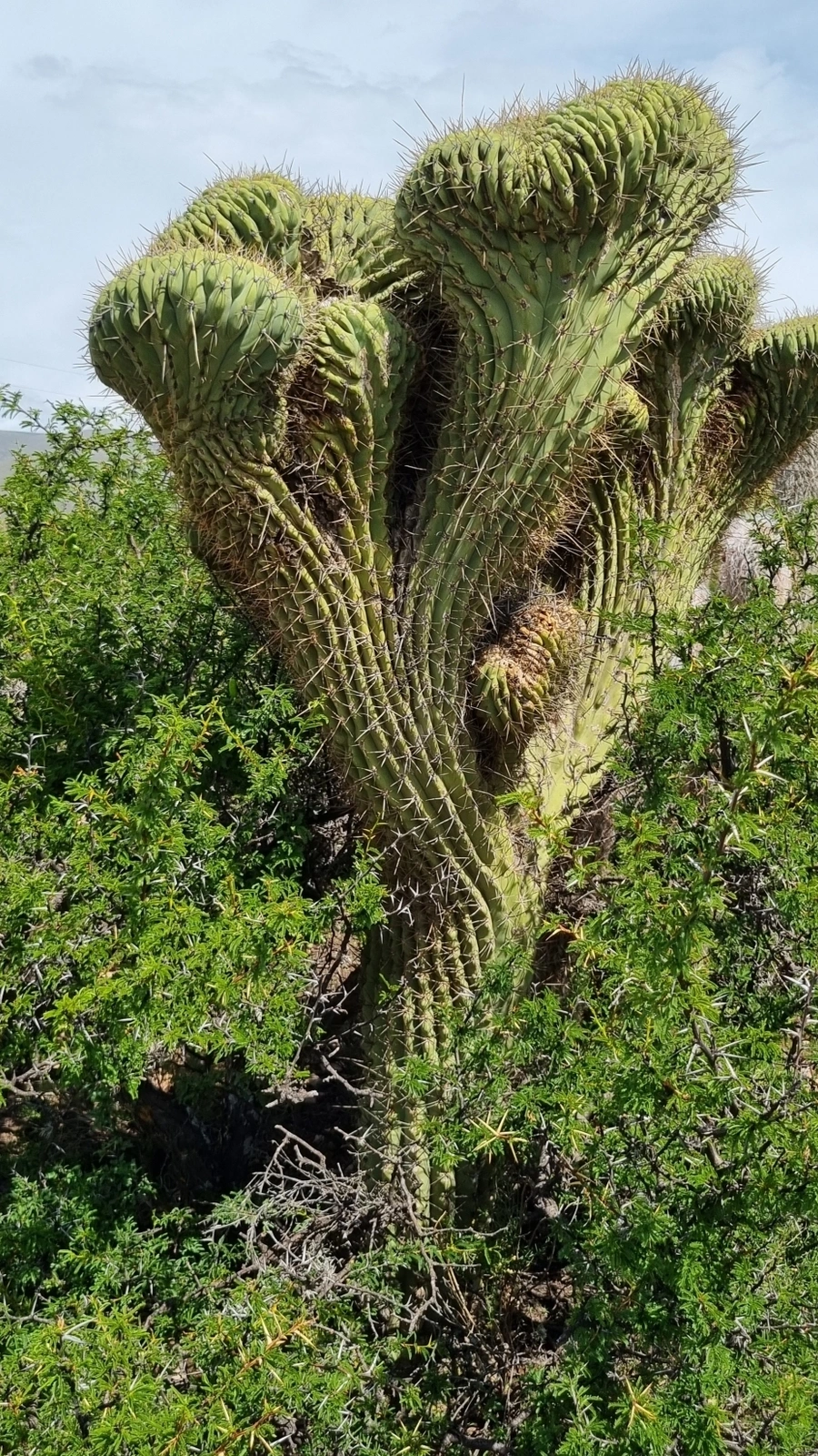 Leucostele werdermanniana