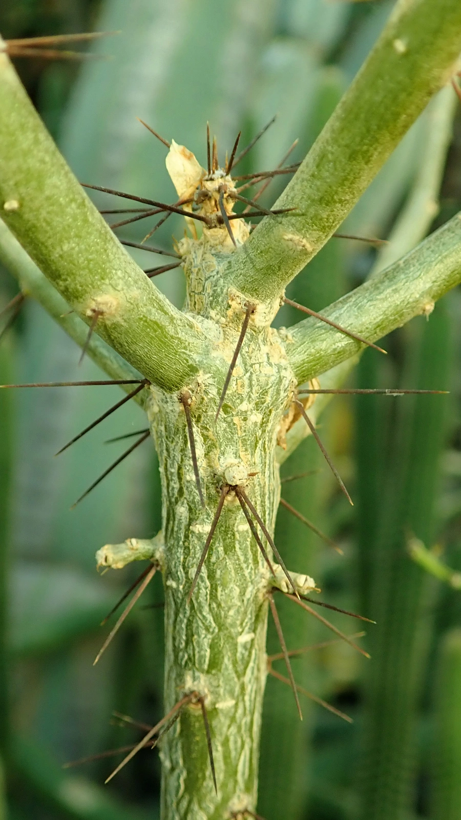 Leuenbergeria marcanoi