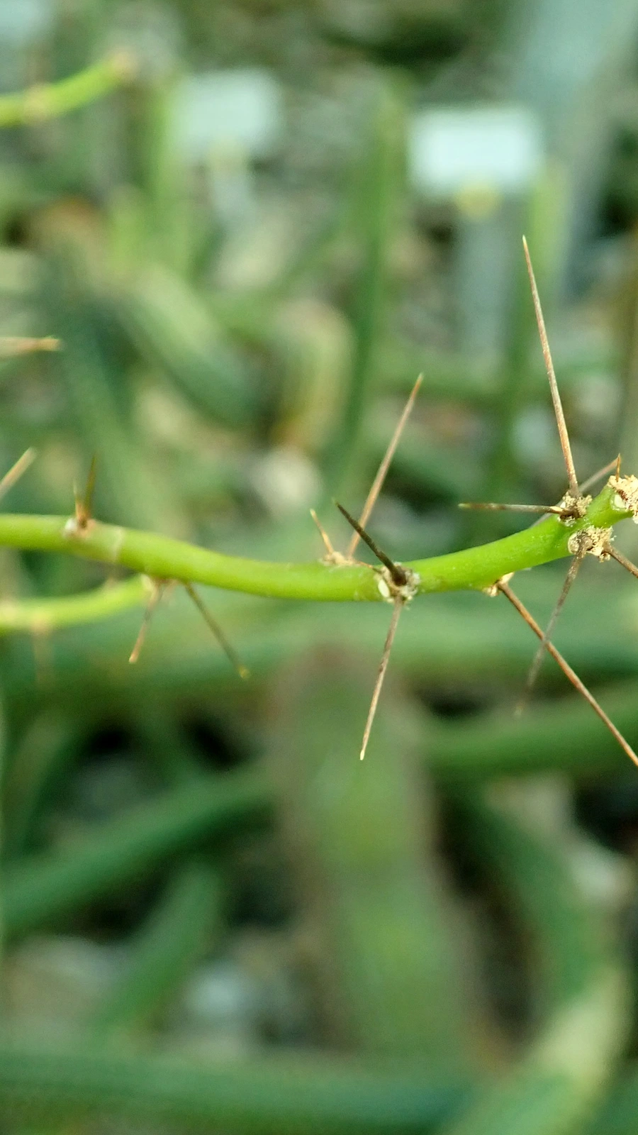 Leuenbergeria marcanoi