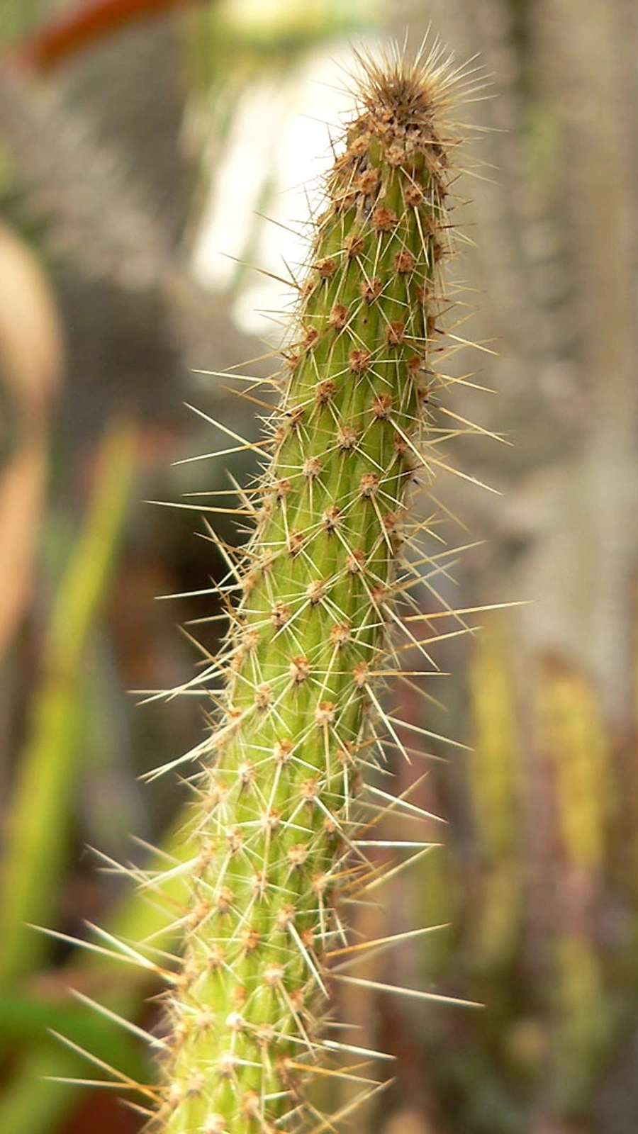Lophocereus bahiensis
