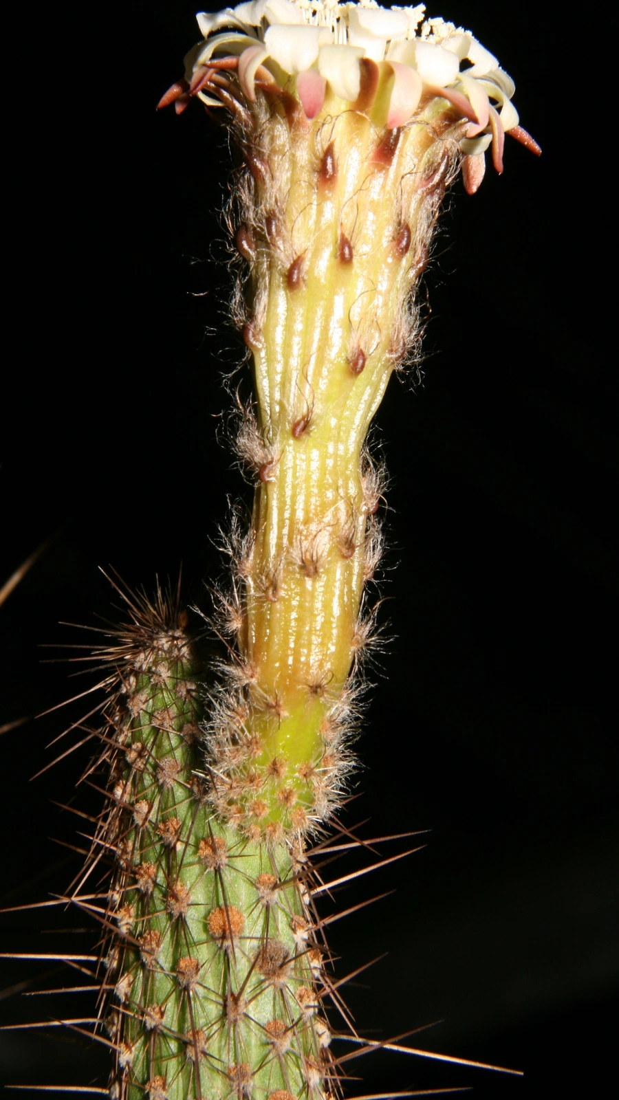 Lophocereus bahiensis