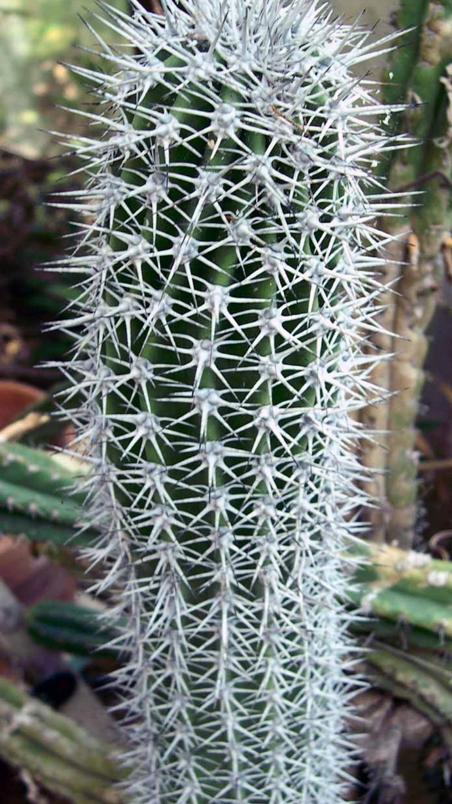 Lophocereus gatesii