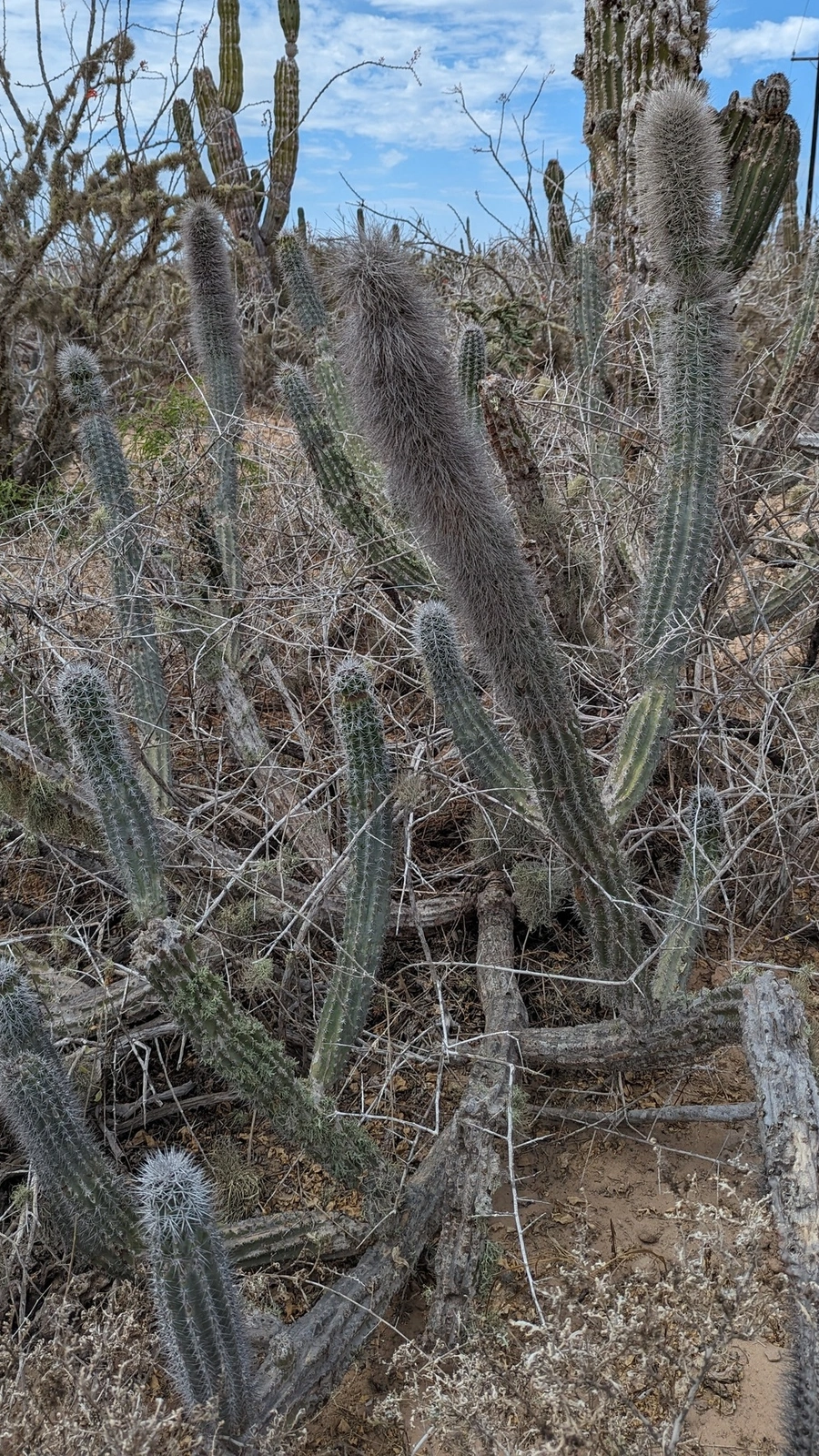 Lophocereus gatesii