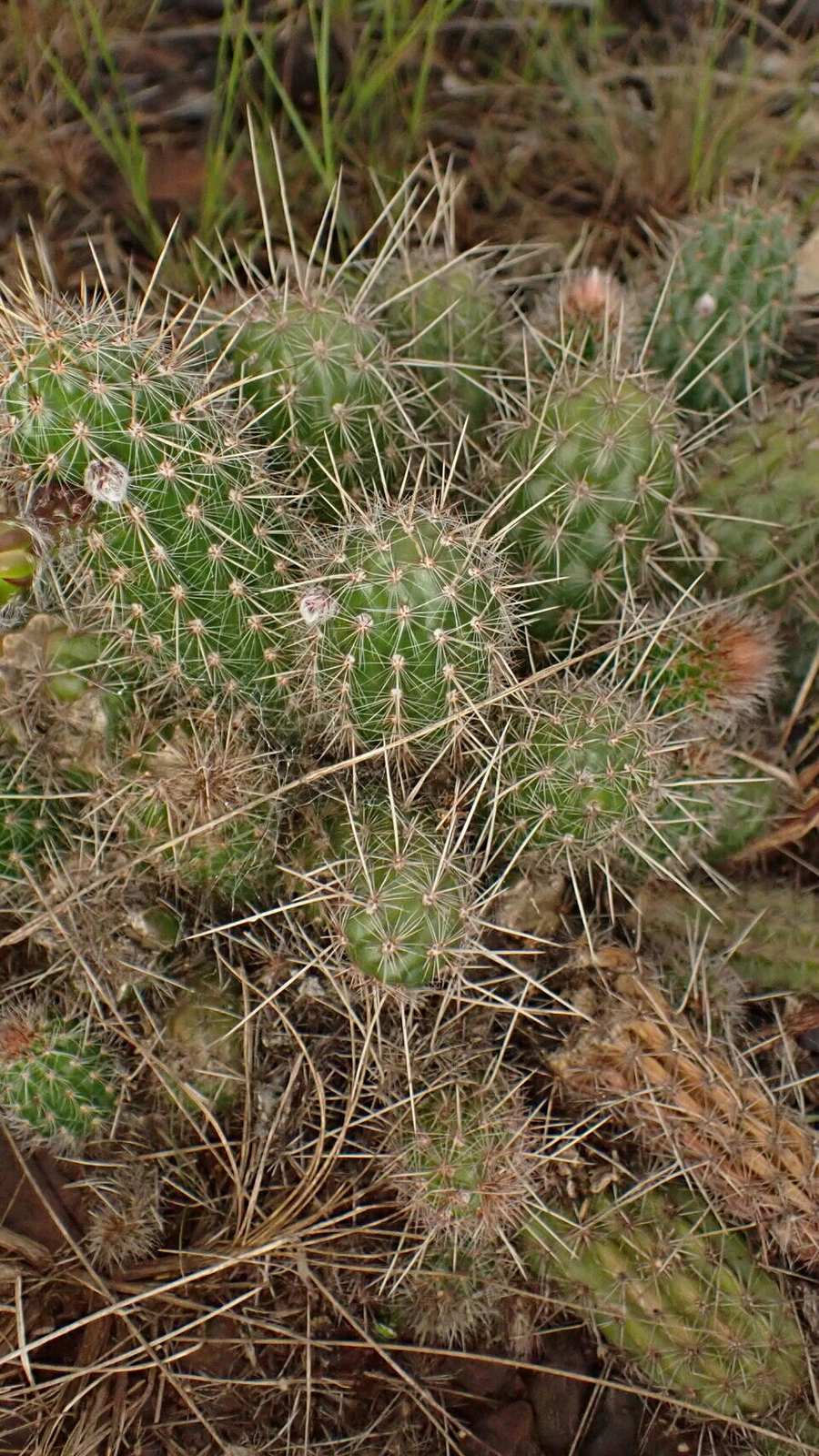 Lophocereus glaziovii