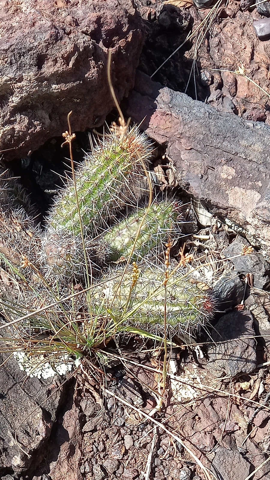 Lophocereus glaziovii