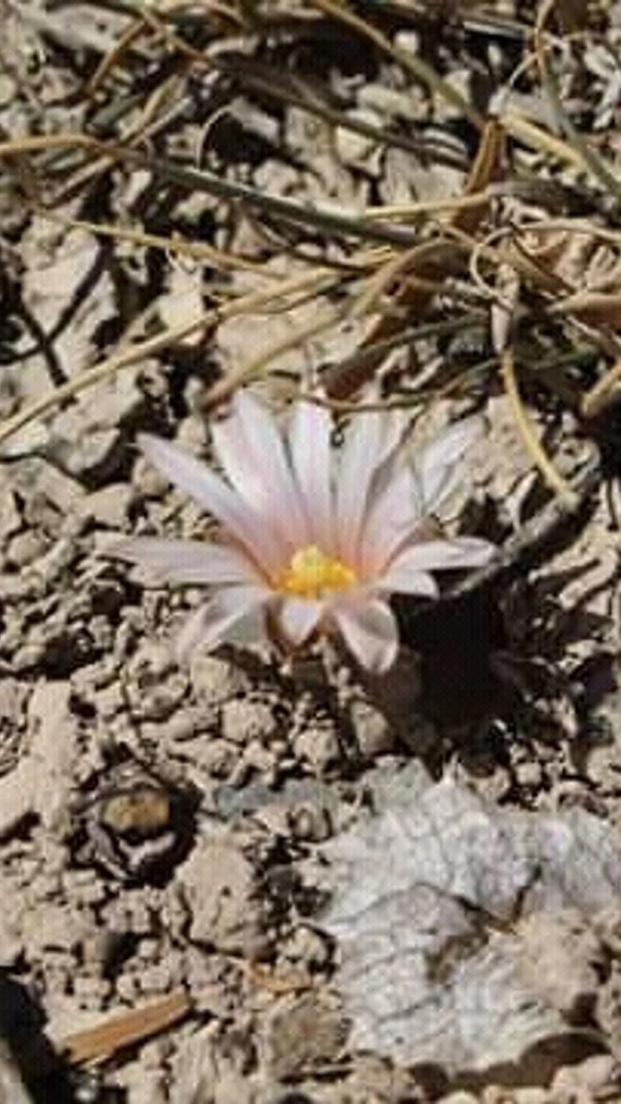 Lophophora alberto-vojtechii