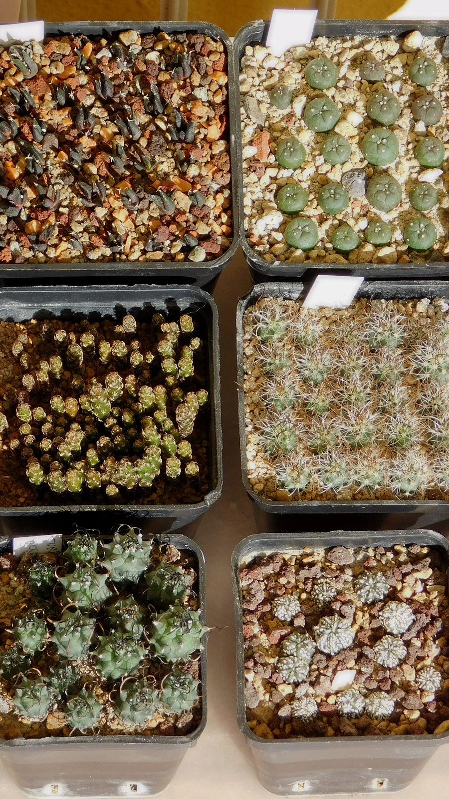 Lophophora alberto-vojtechii