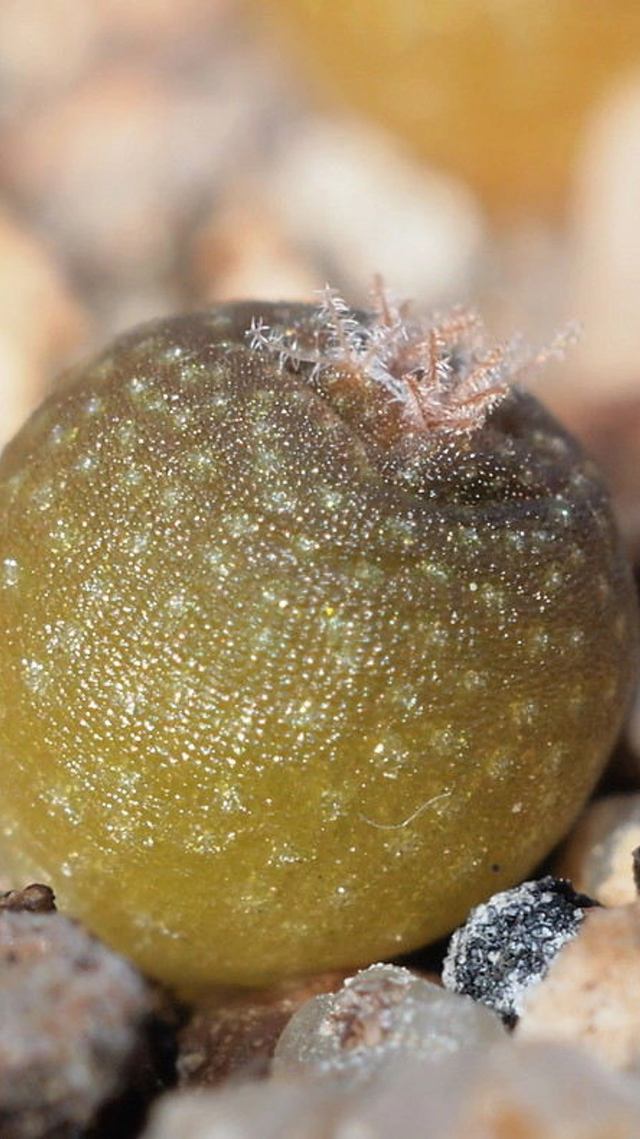 Lophophora fricii
