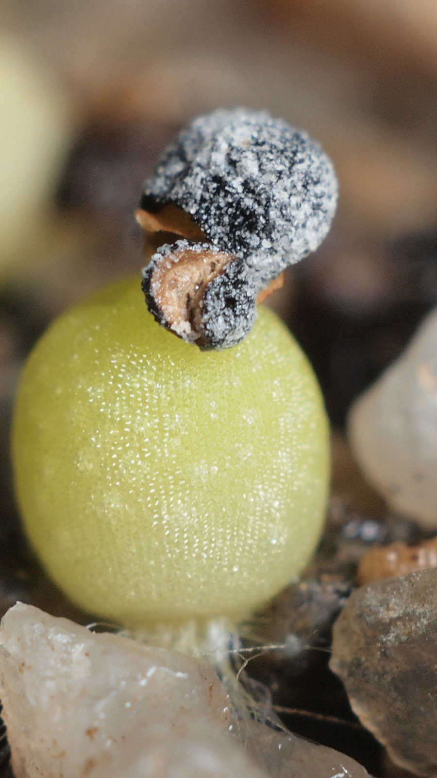 Lophophora fricii