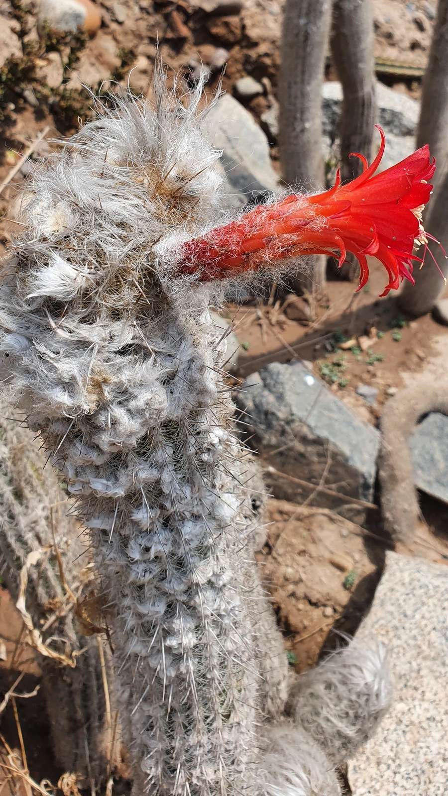Loxanthocereus hoffmannii