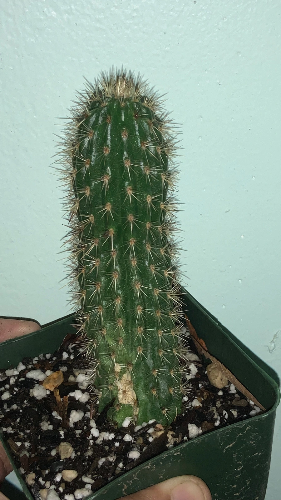 Loxanthocereus hoxeyi