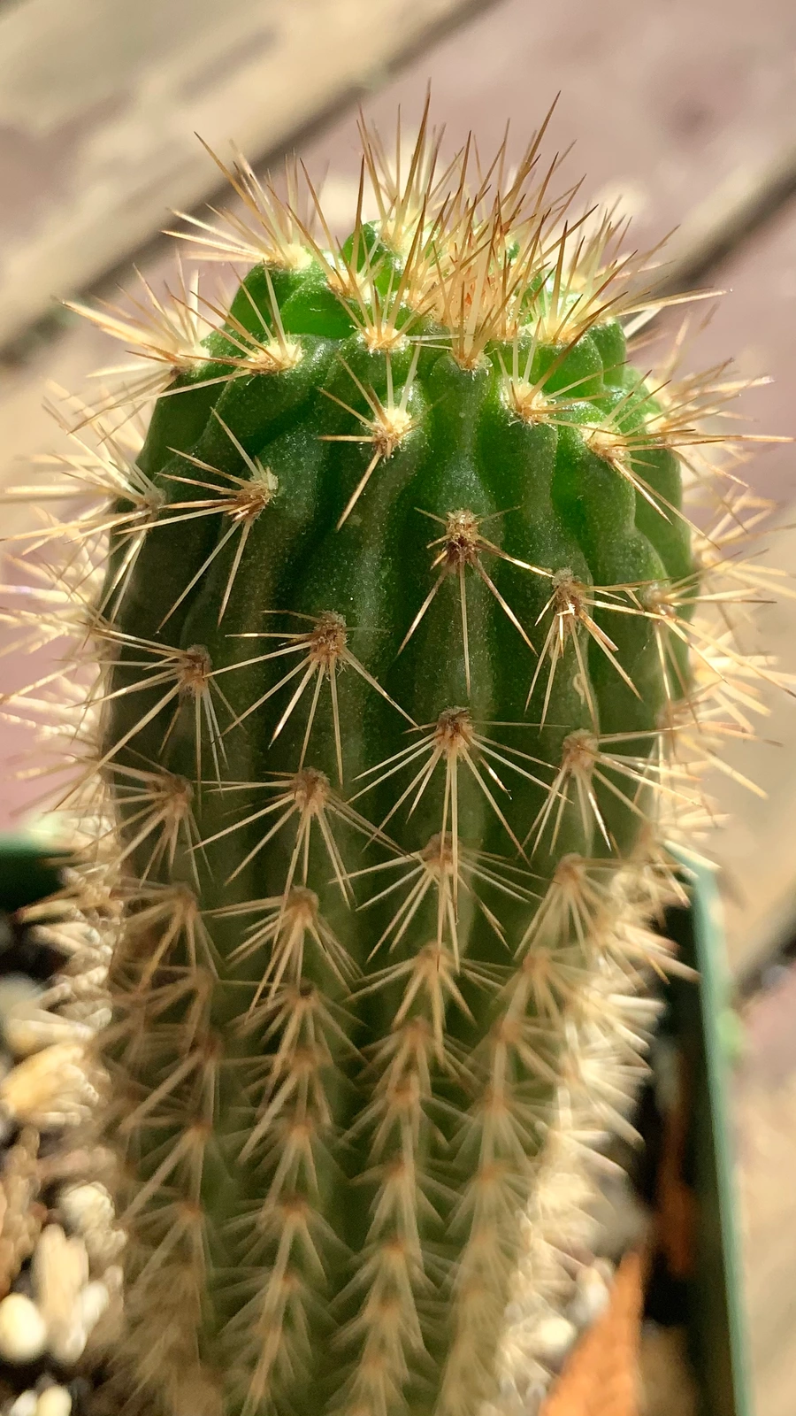 Loxanthocereus hoxeyi