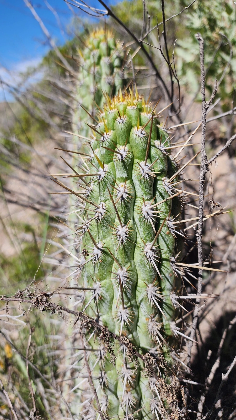 Loxanthocereus jajoanus