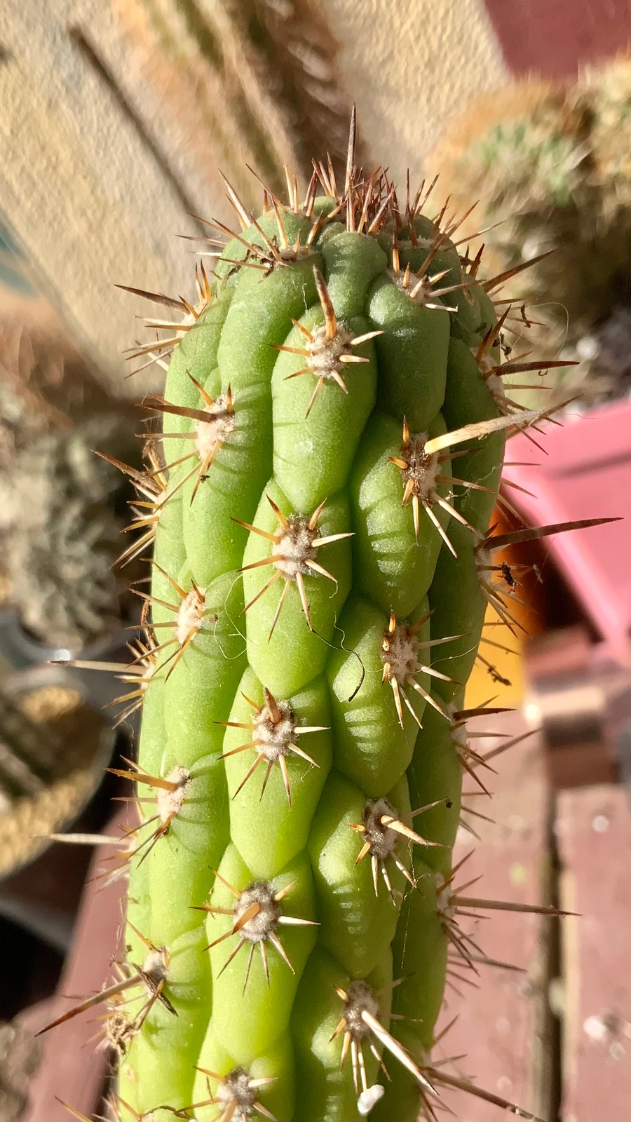 Loxanthocereus pachycladus