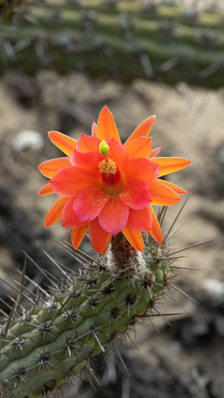 Loxanthocereus sulcifer