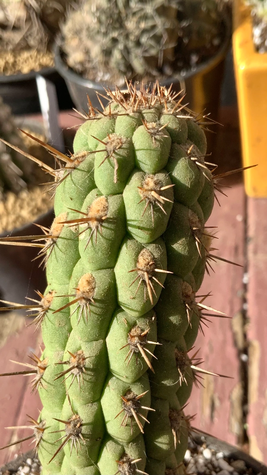 Loxanthocereus sulcifer