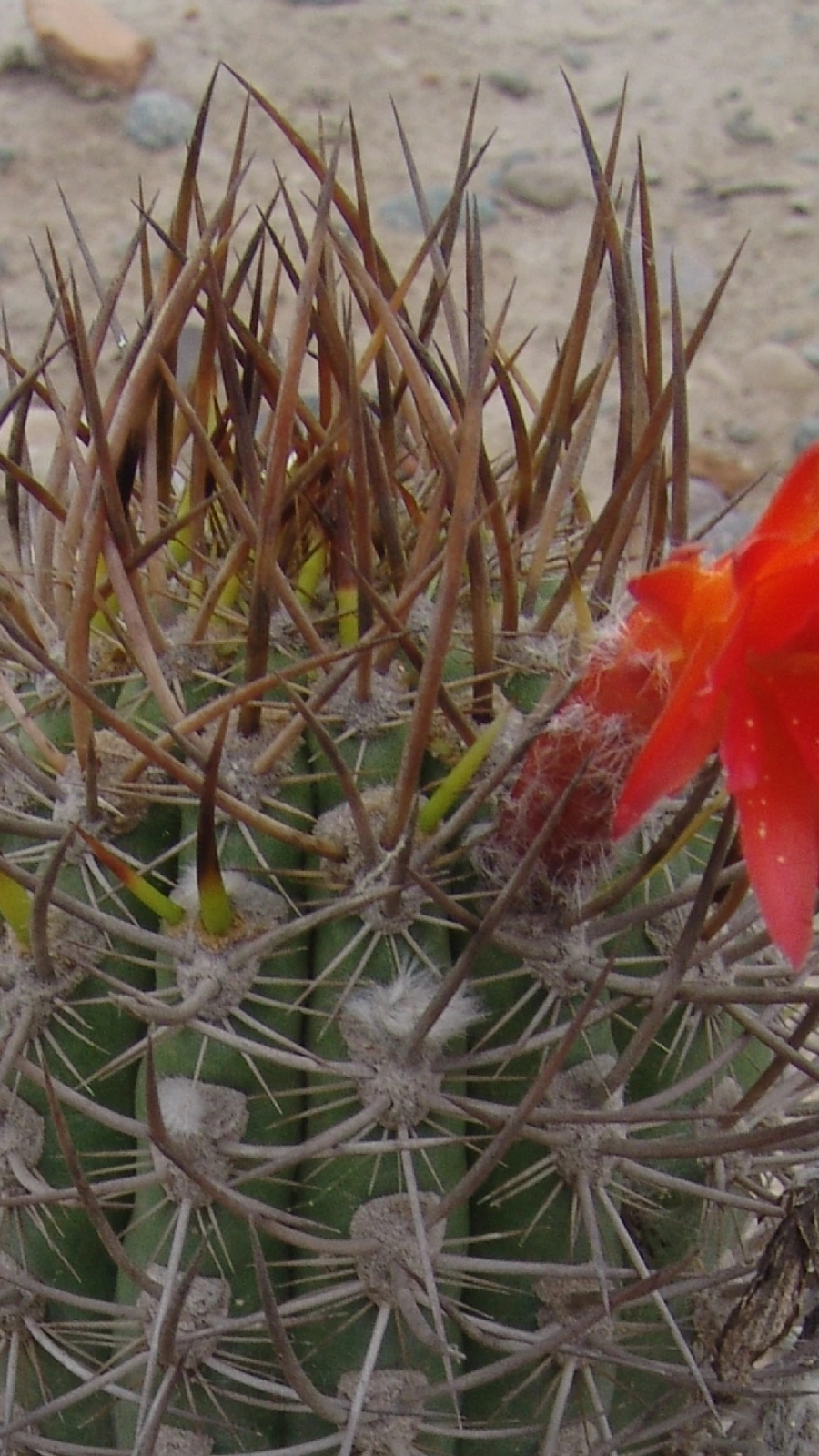 Loxanthocereus xylorhizus