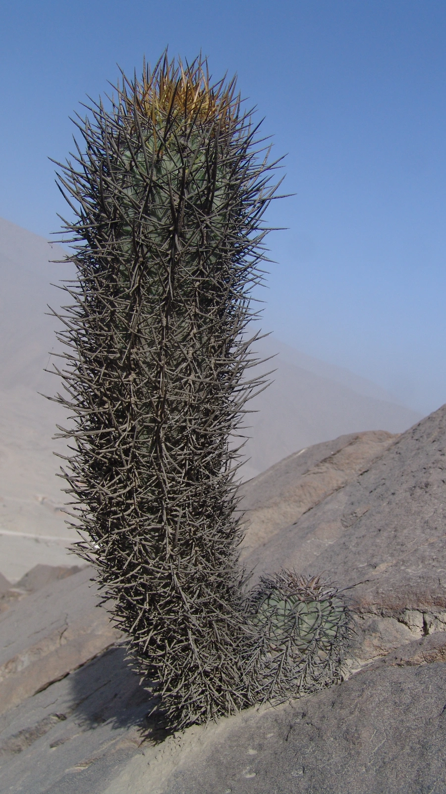 Loxanthocereus xylorhizus