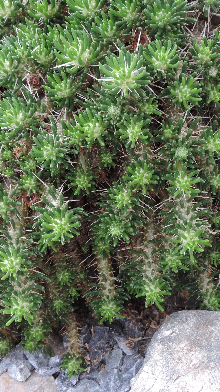 Maihuenia poeppigii