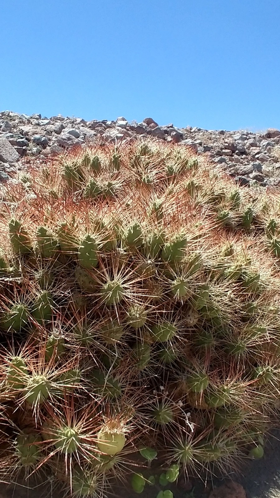 Maihueniopsis camachoi