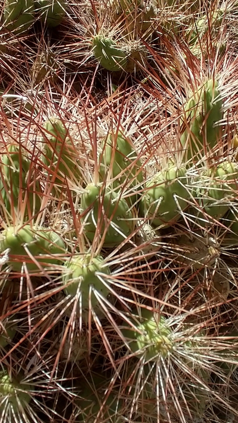 Maihueniopsis camachoi