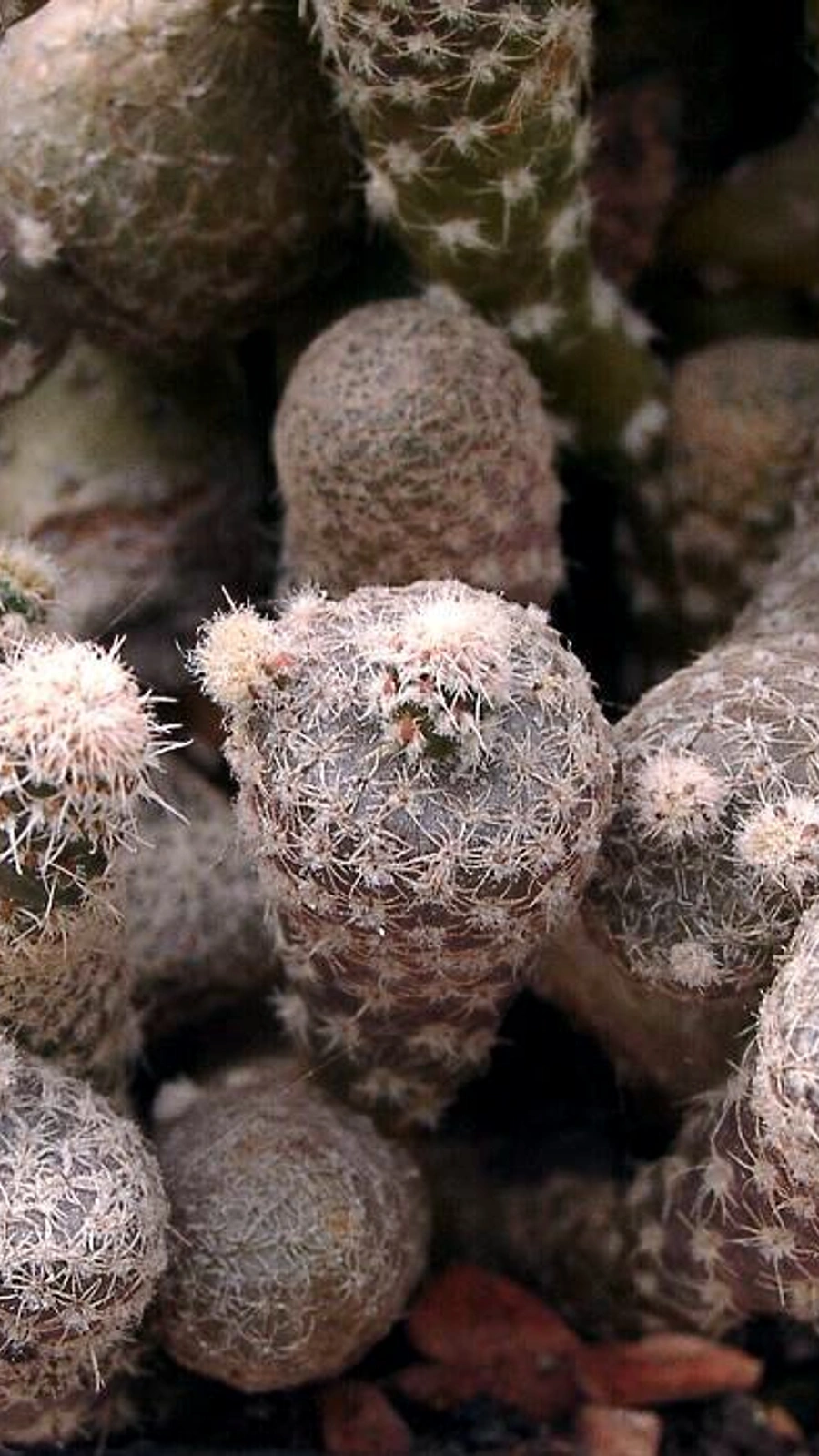 Maihueniopsis clavarioides