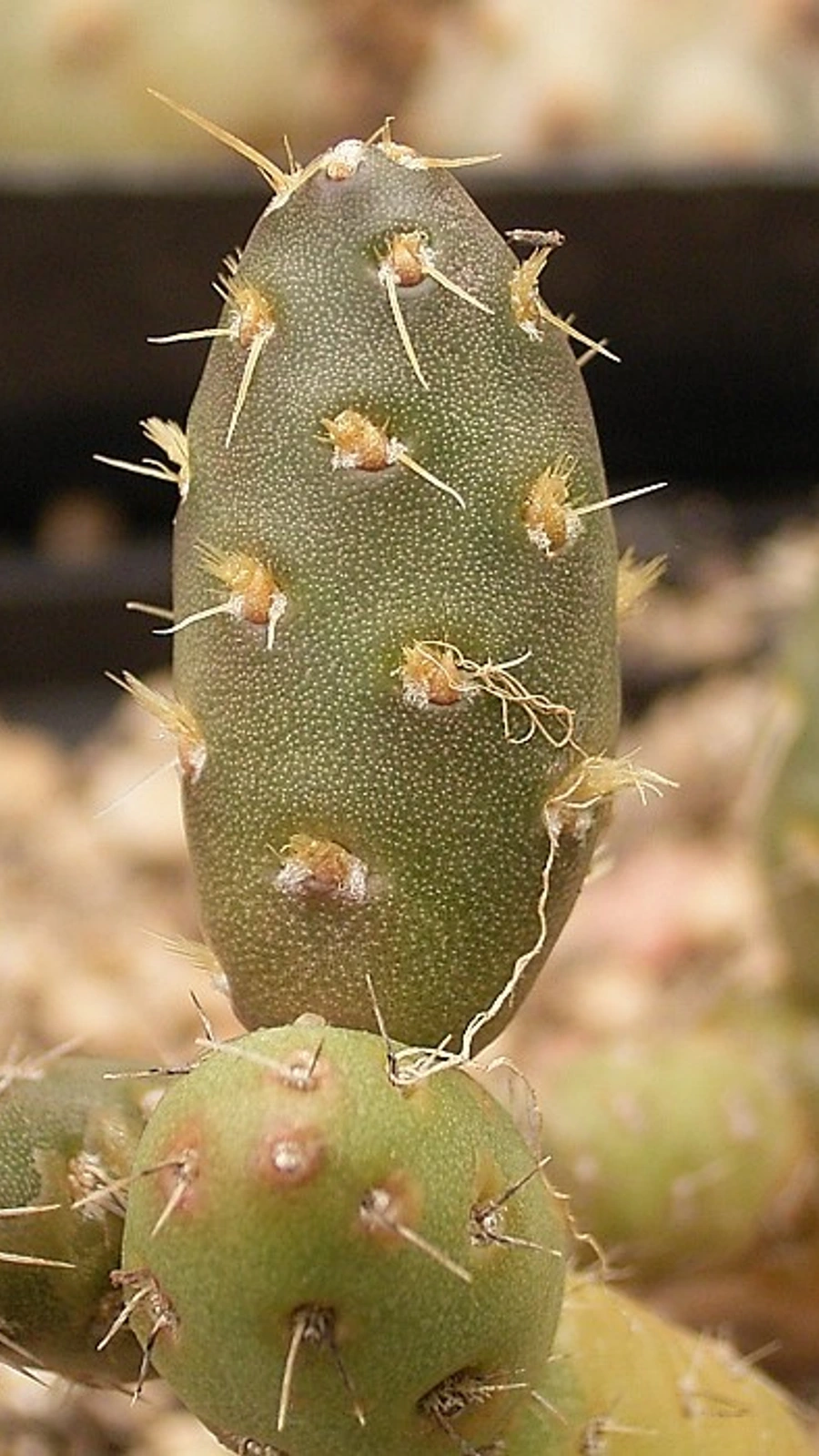 Maihueniopsis minuta
