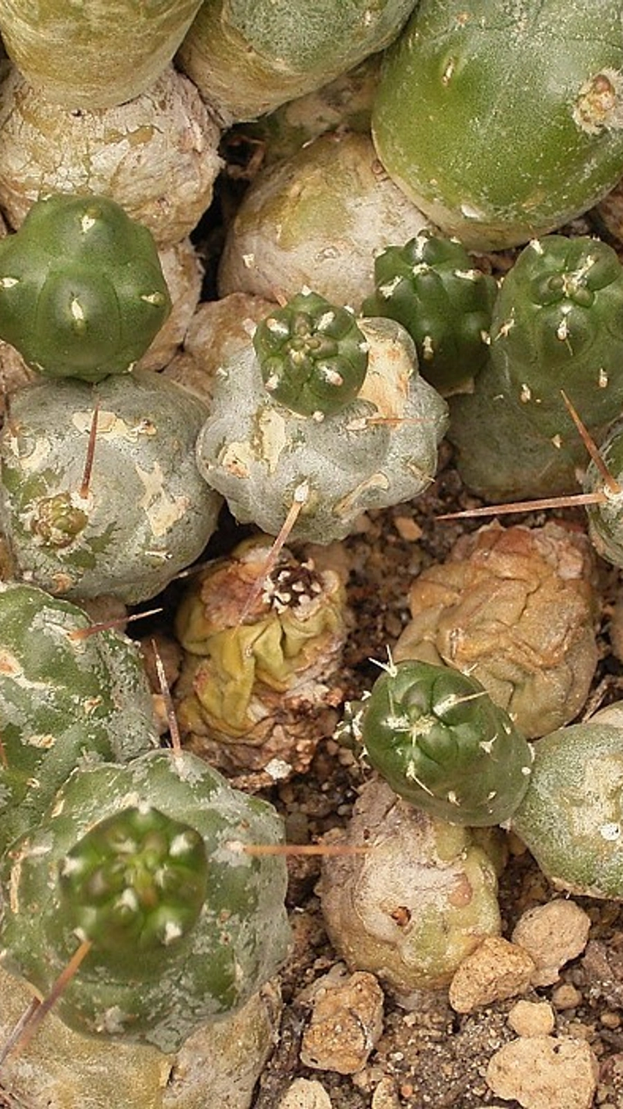 Maihueniopsis minuta
