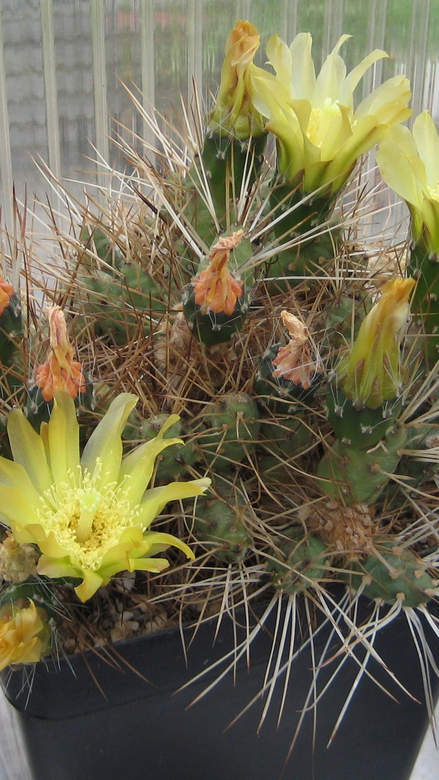 Maihueniopsis molfinoi