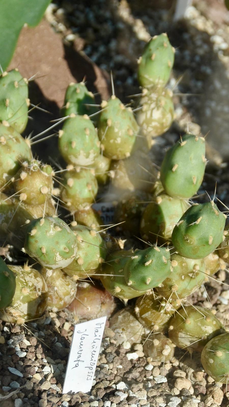 Maihueniopsis molfinoi