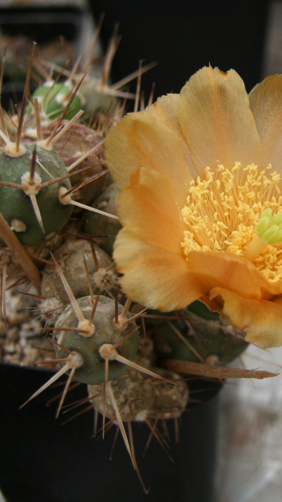 Maihueniopsis platyacantha