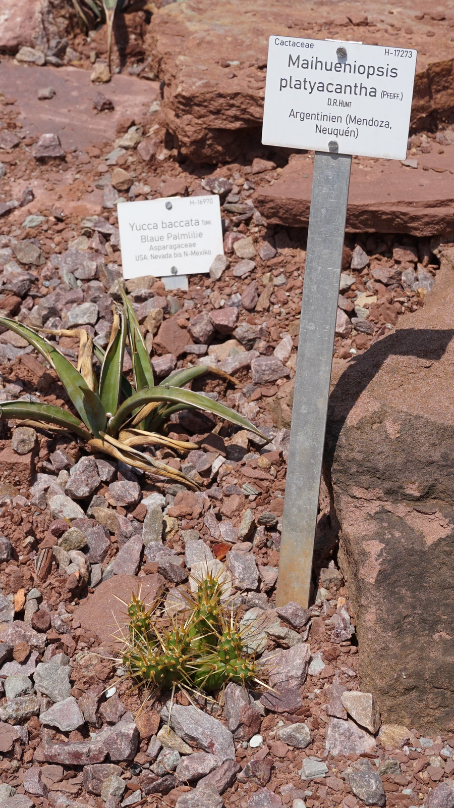 Maihueniopsis platyacantha