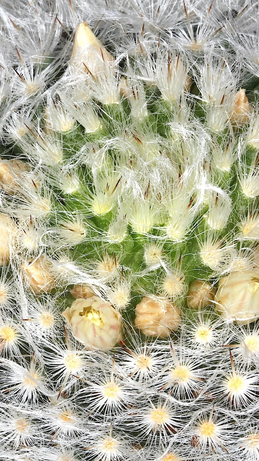 Mammillaria albicoma