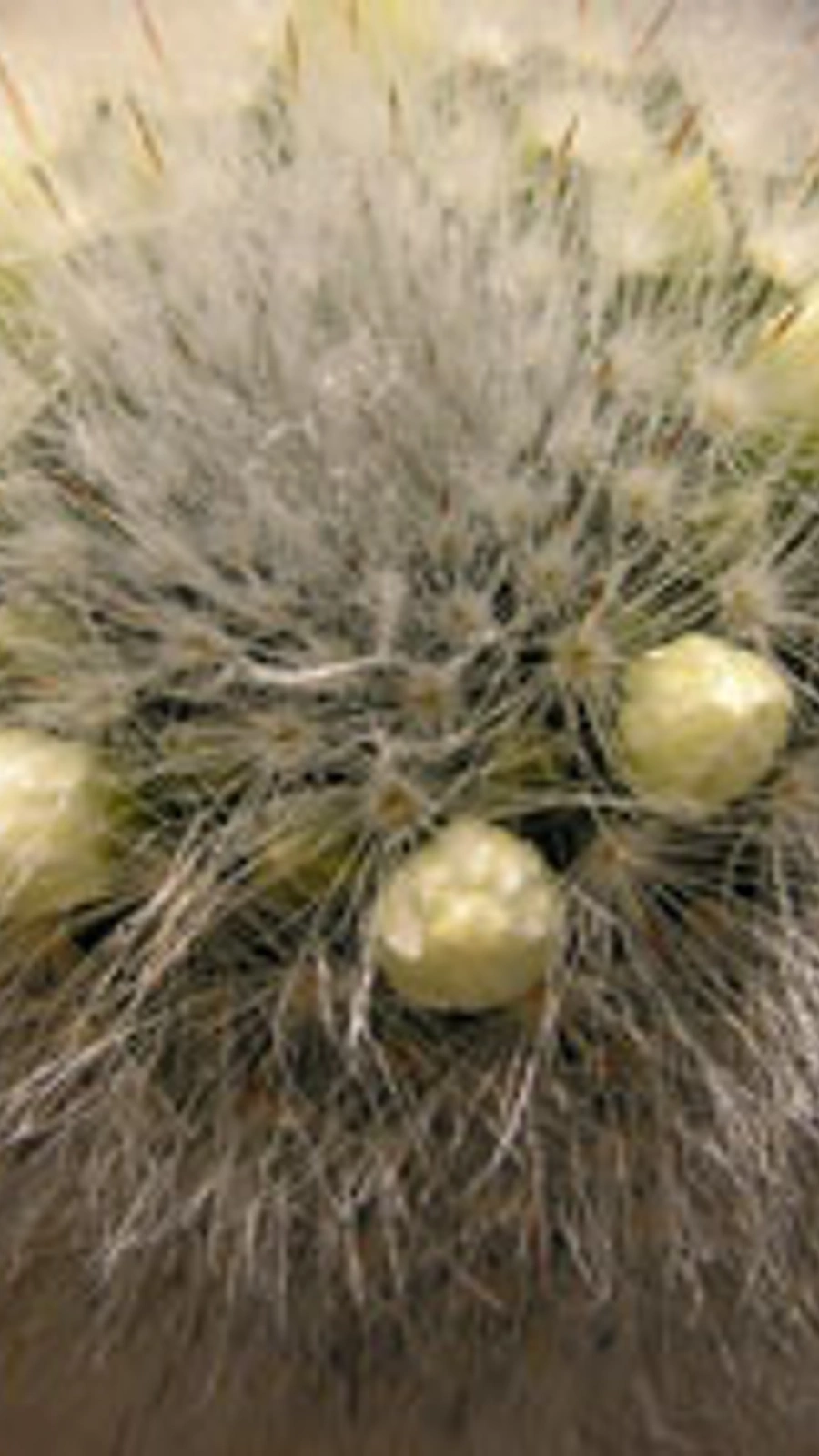 Mammillaria albicoma