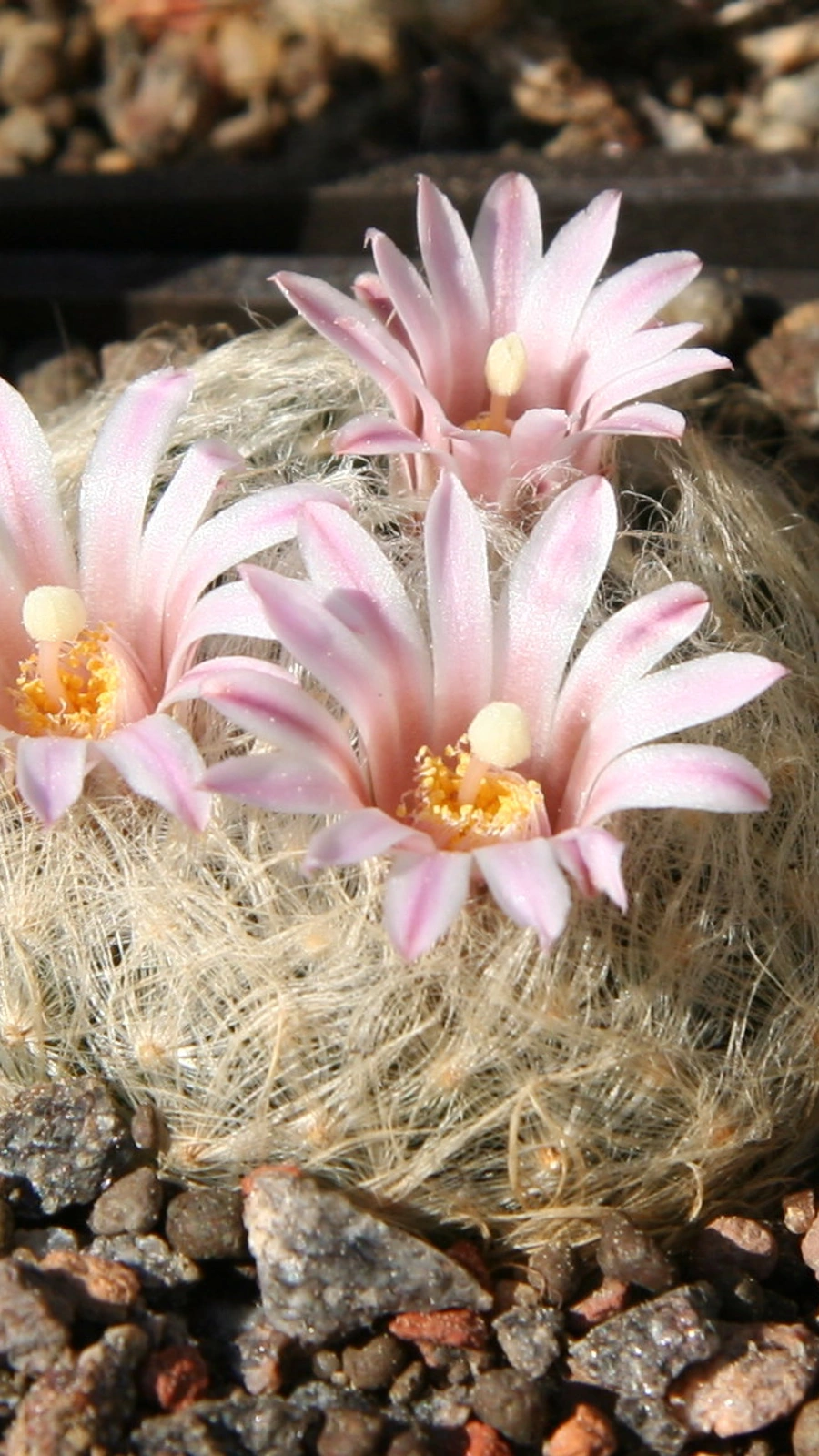 Mammillaria aureilanata