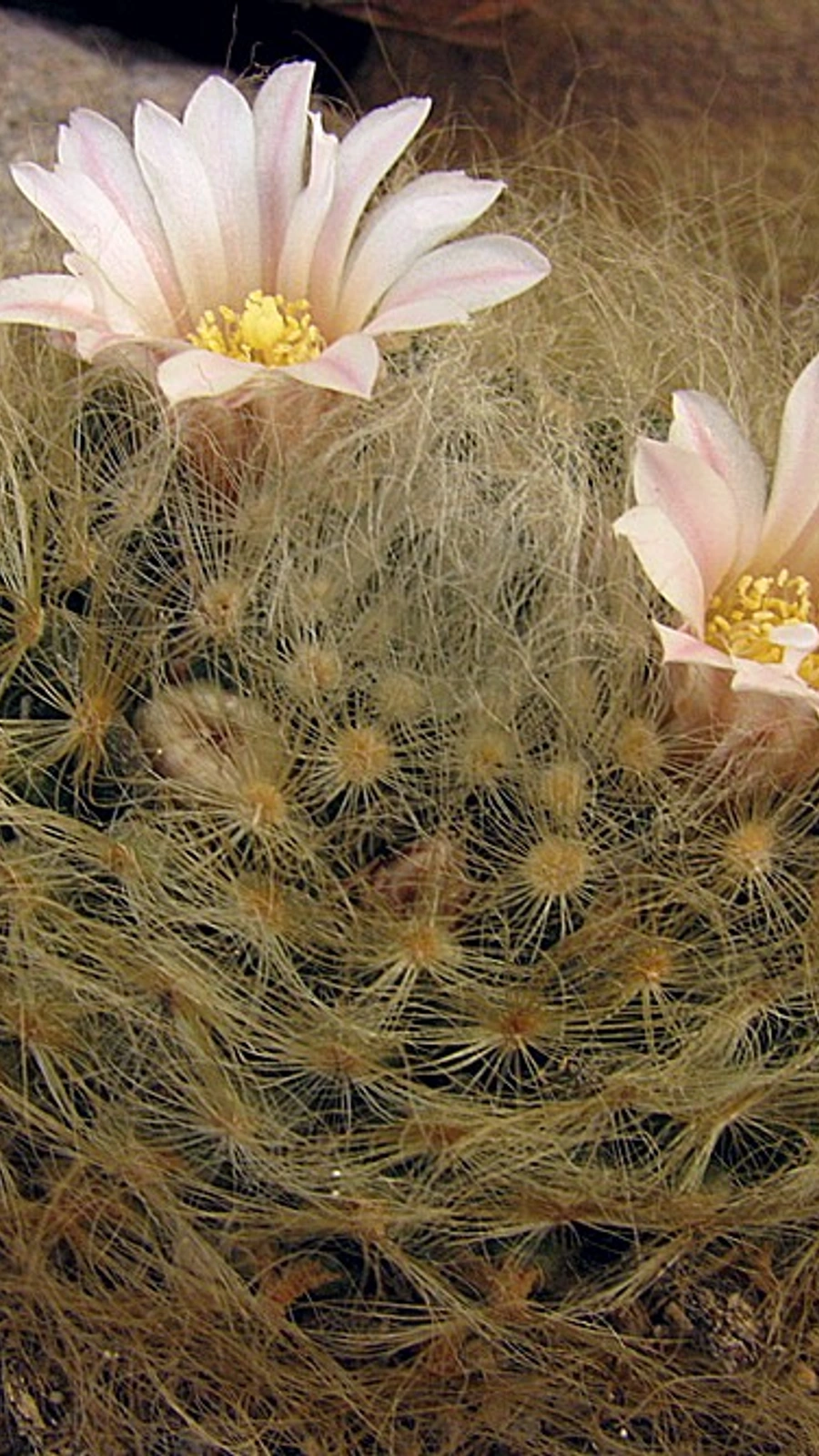Mammillaria aureilanata