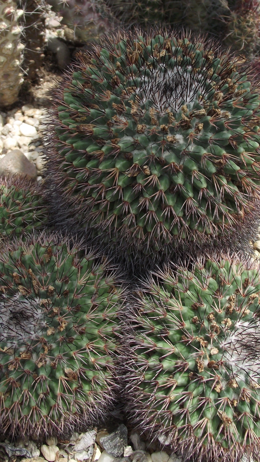 Mammillaria bocensis