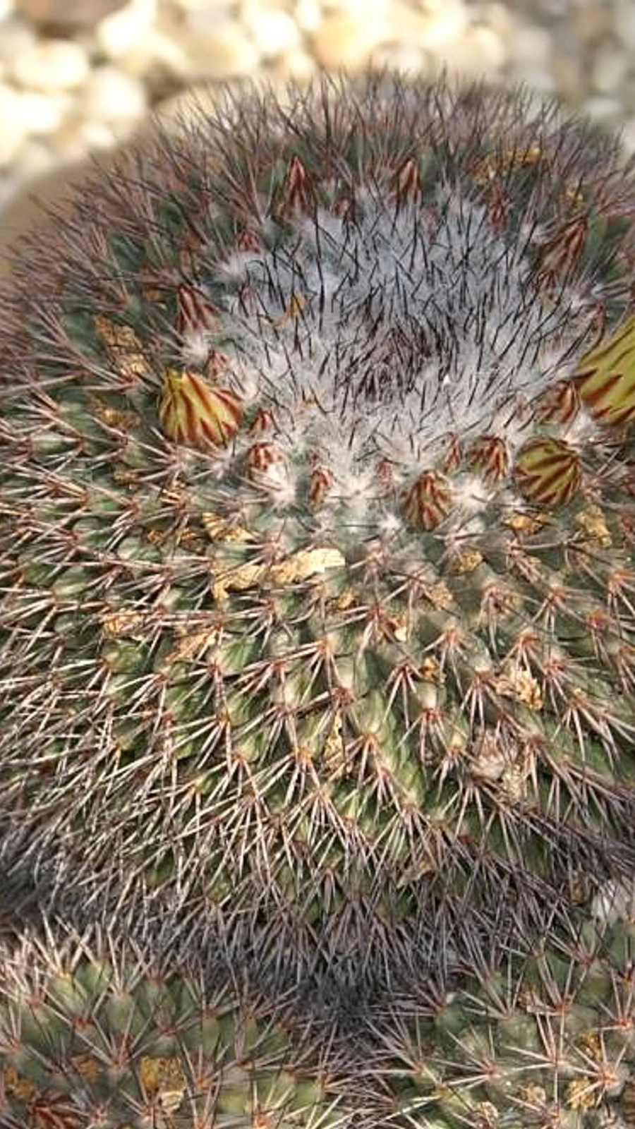 Mammillaria bocensis