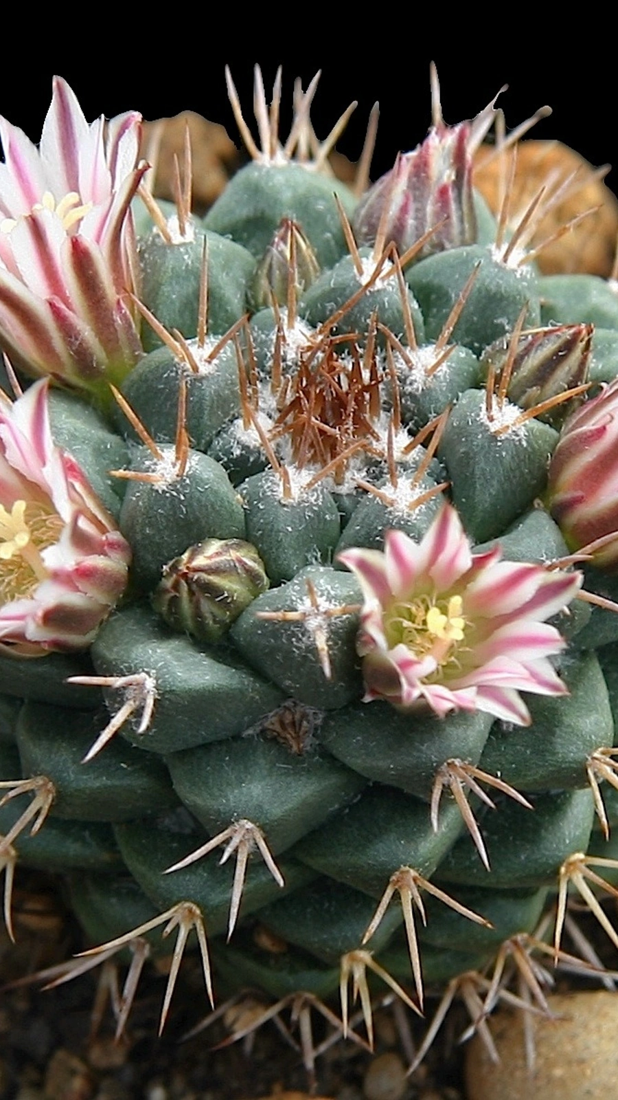 Mammillaria boelderliana
